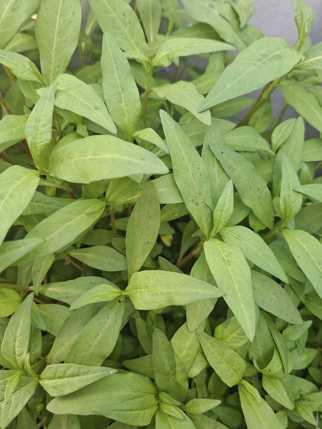Fresh Vietnamese Coriander (Rau Ram) Plant
