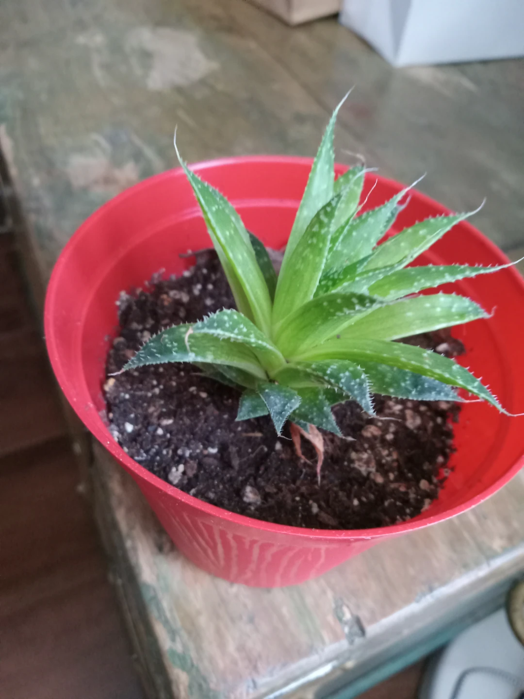 Potted Aloe Aristata