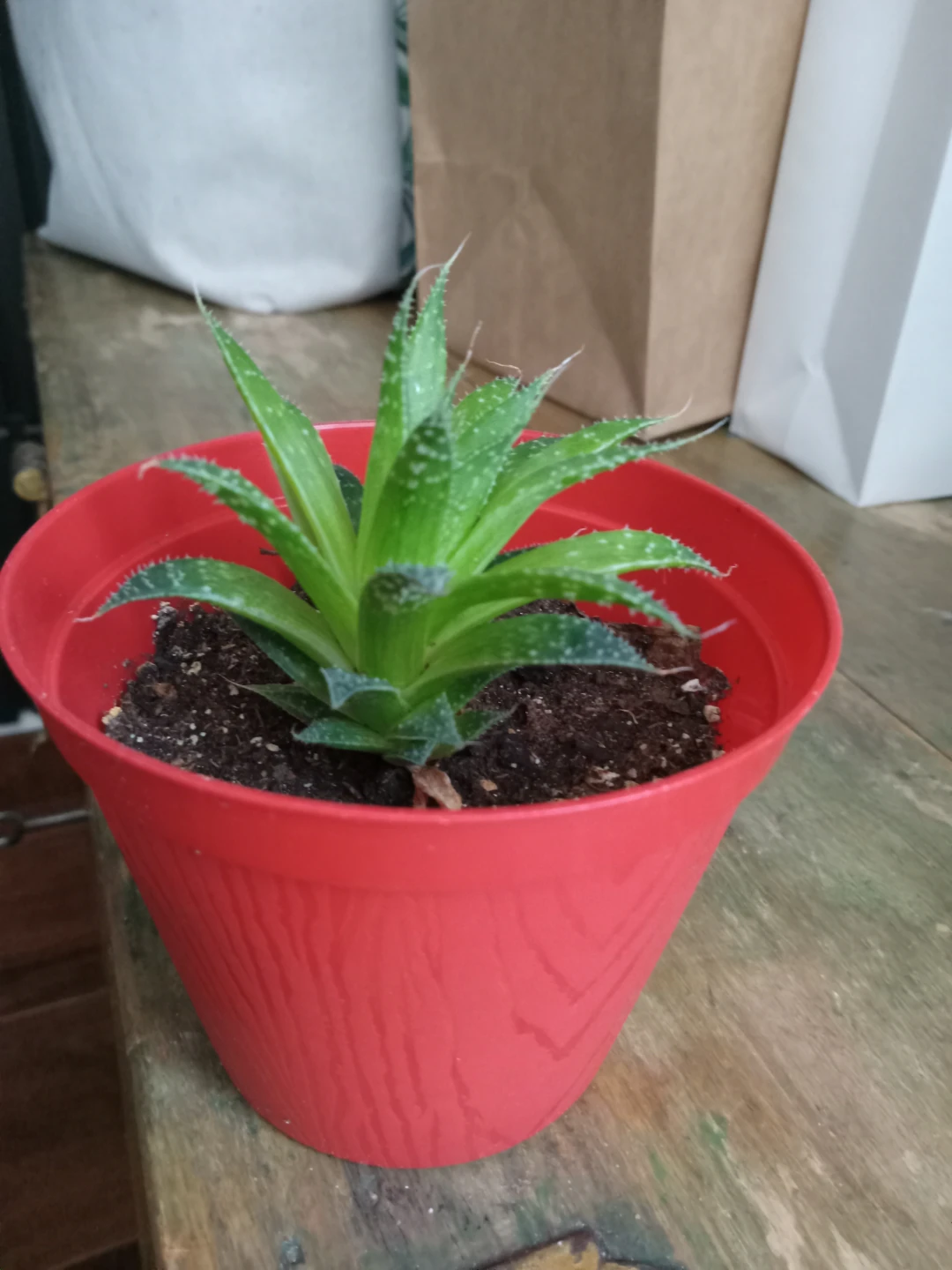 Potted Aloe Aristata - photo 2