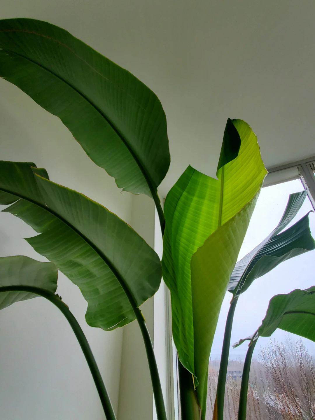 9 ft Tall Bird of Paradise Plant in Ceramic Planter - photo 2