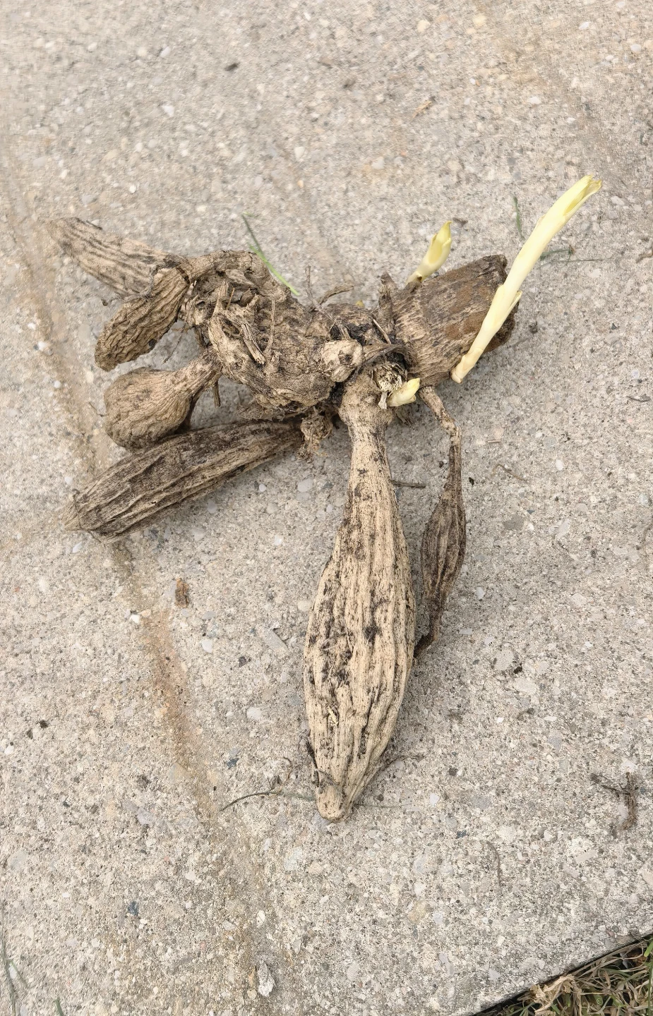Dahlia roots - photo 2