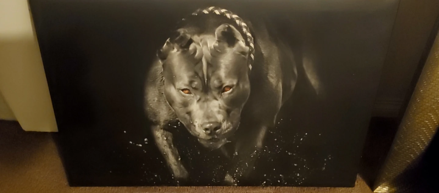 Black and White Pitbull Dog Canvas Wall Art