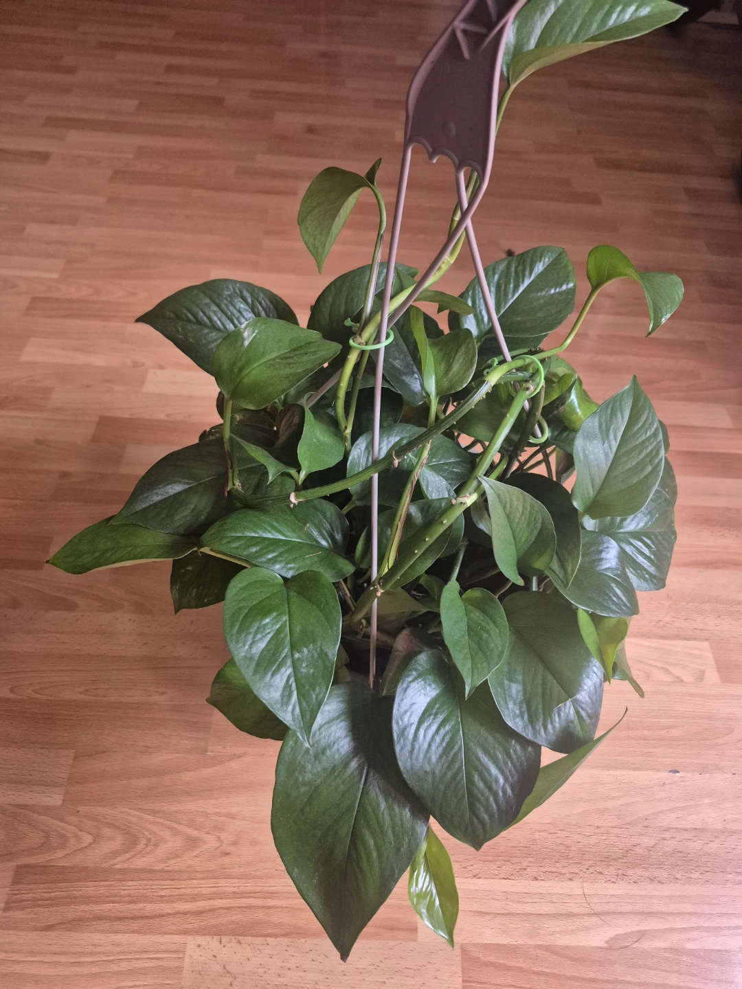 Pothos Hanging Plant
