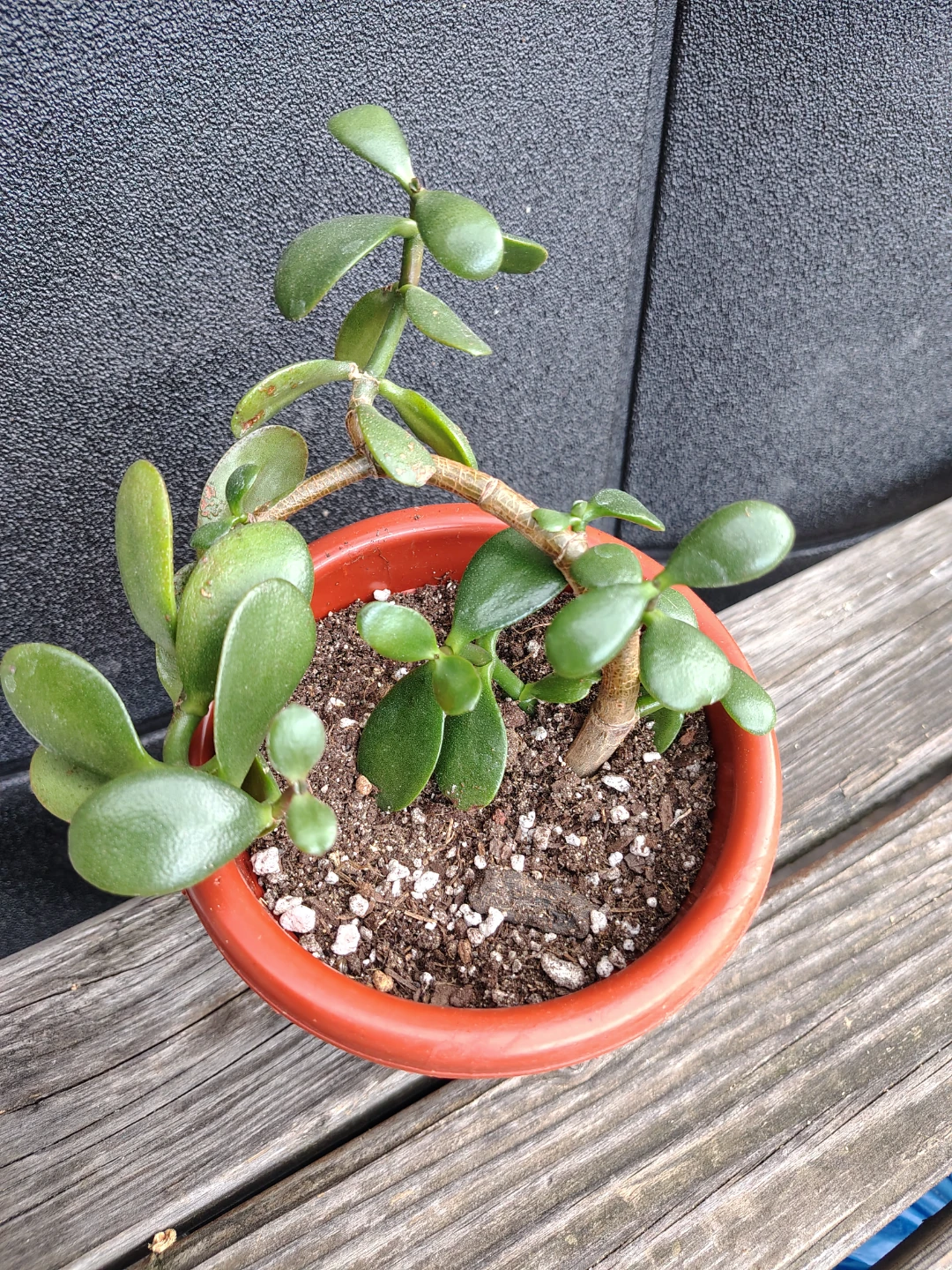 Jade Plant in Terracotta Pot
