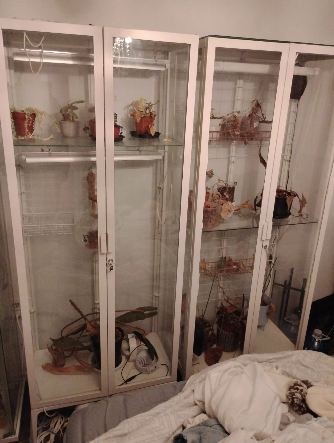Greenhouse Glass display cabinets with lights