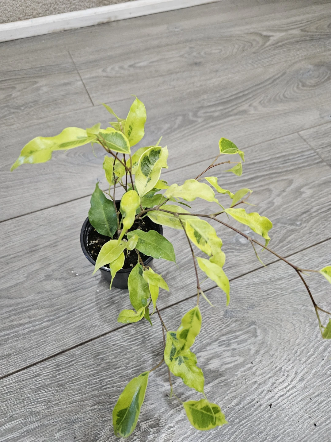 Variegated Ficus Plant in 4"pot