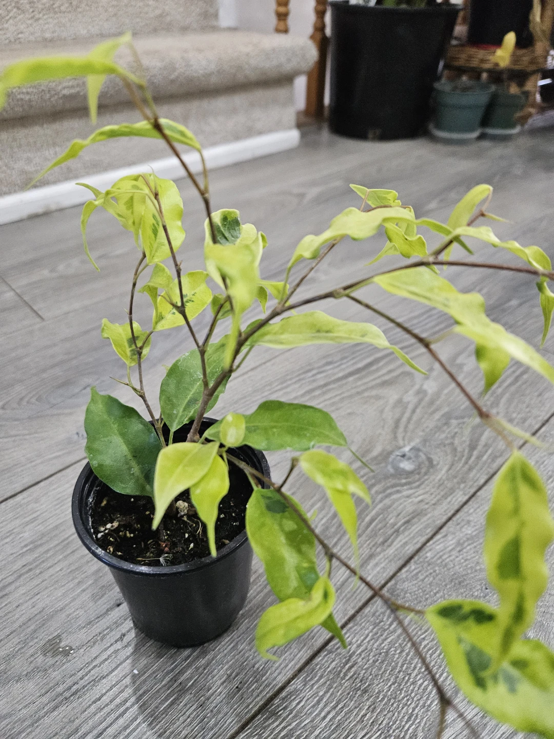 Variegated Ficus Plant in 4"pot - photo 2