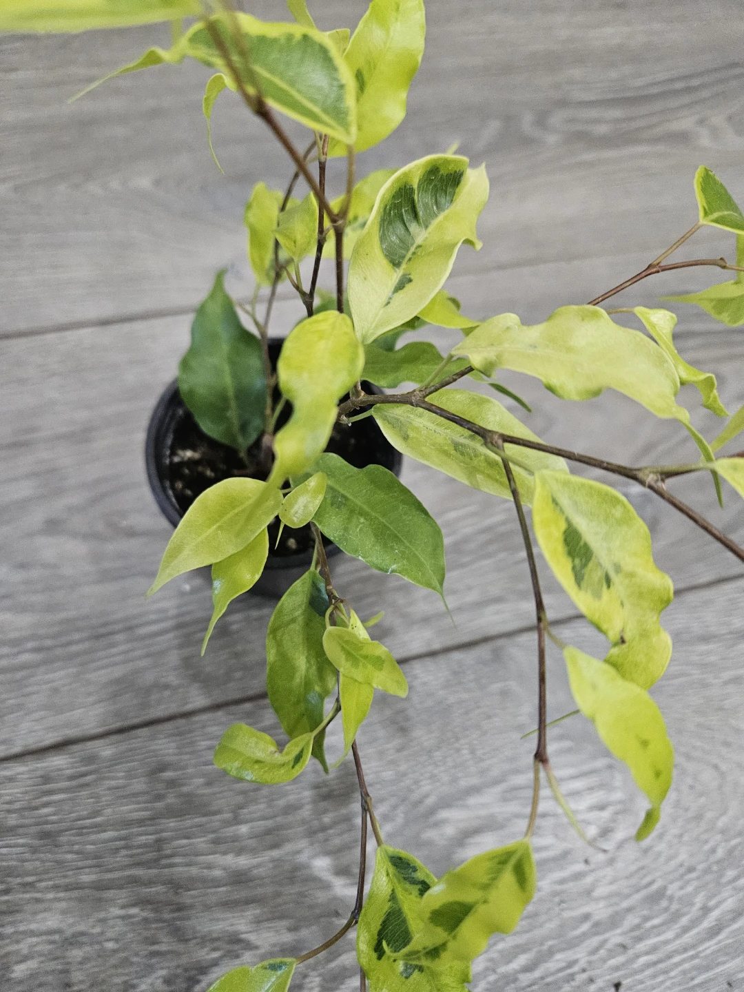 Variegated Ficus Plant in 4"pot - photo 3
