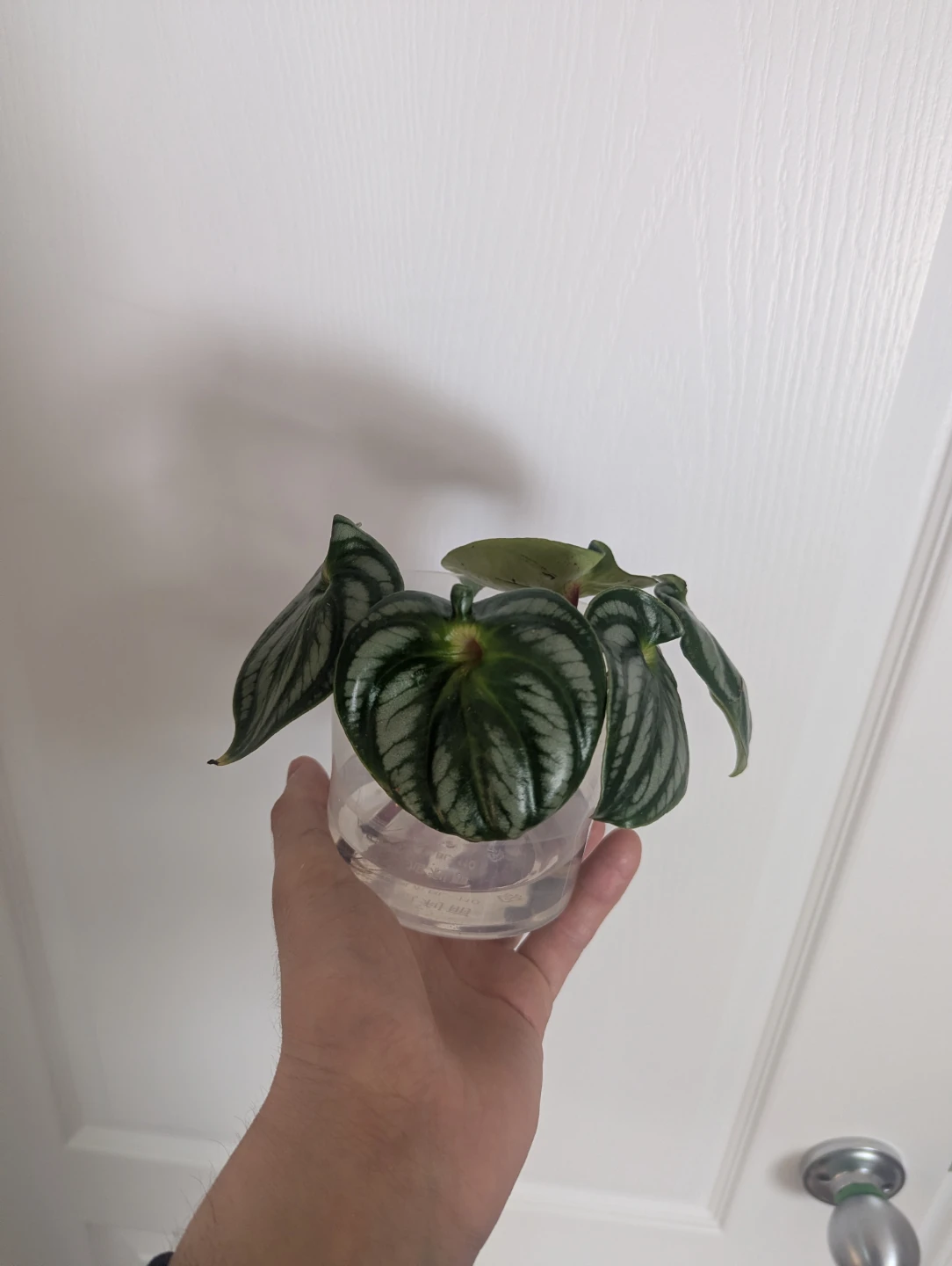 Peperomia Watermelon Cutting