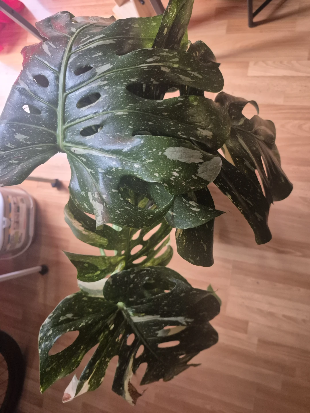Monstera Albo Borsigiana Plant - photo 2