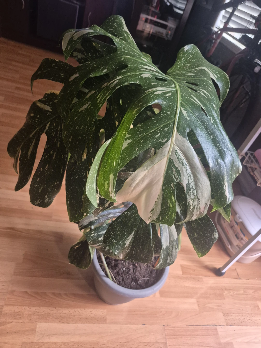 Monstera Albo Borsigiana Plant - photo 3