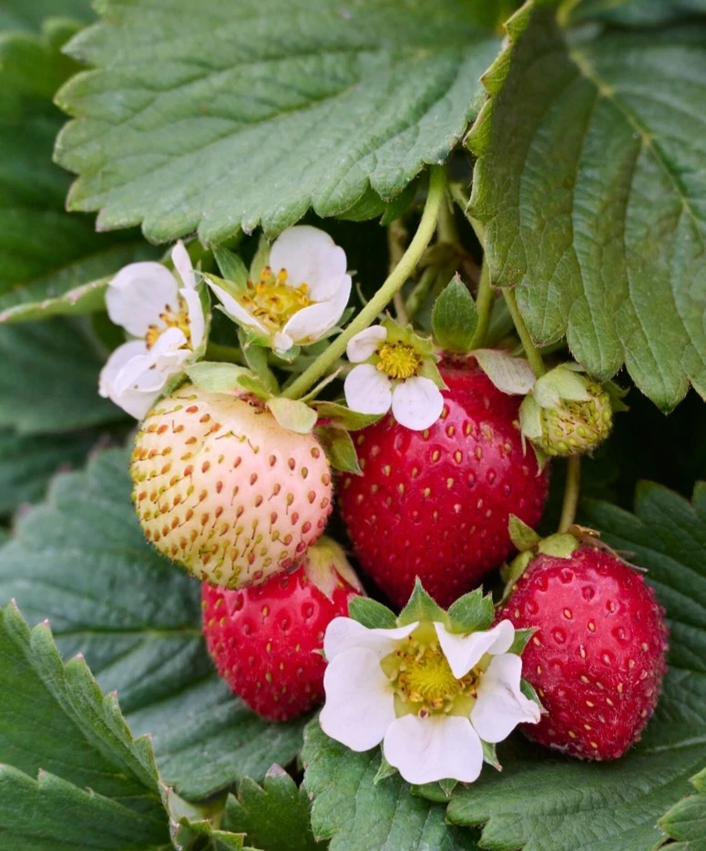 June bearing plants - photo 2