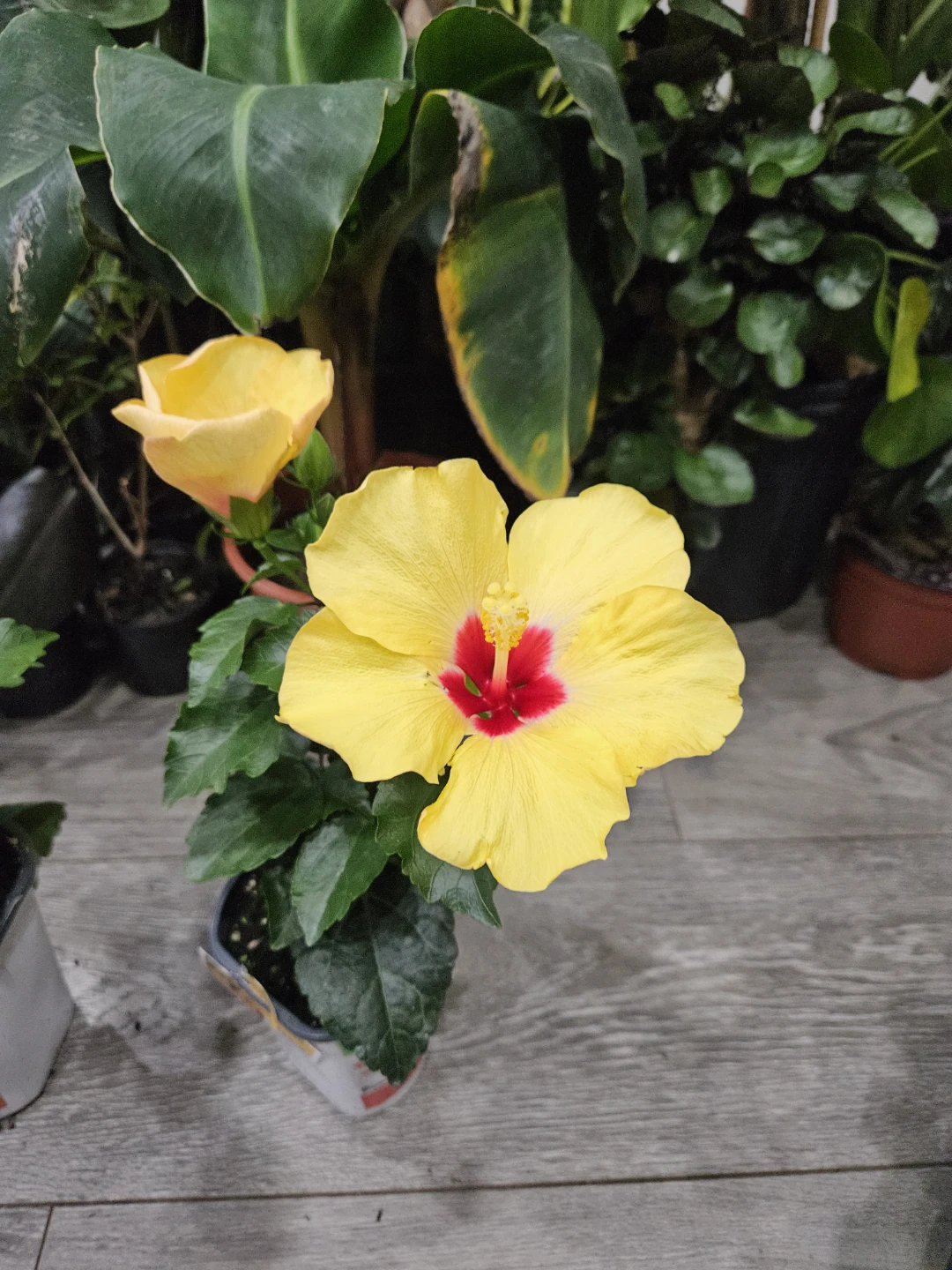 Yellow Hibiscus Plant