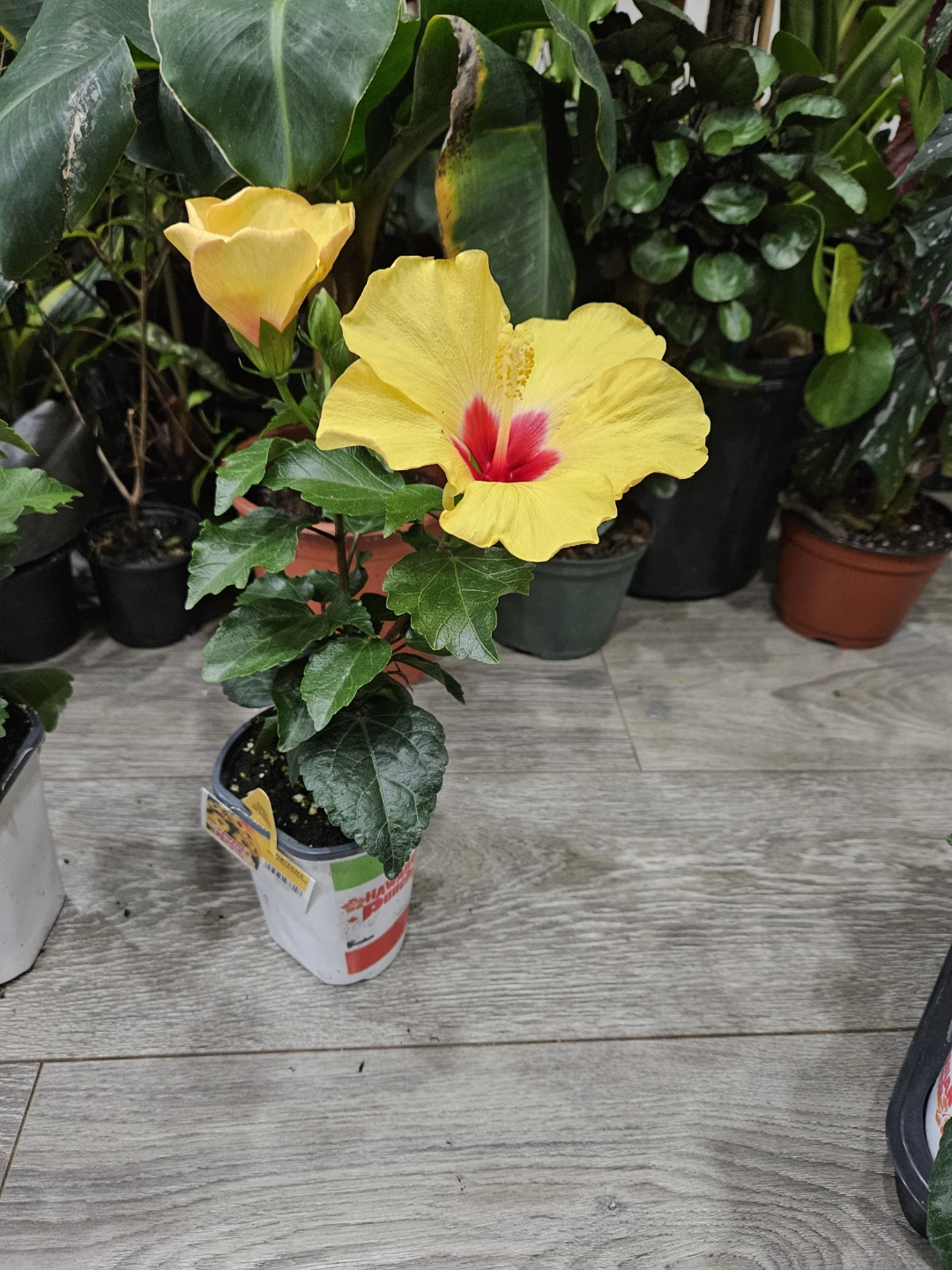 Yellow Hibiscus Plant - photo 2