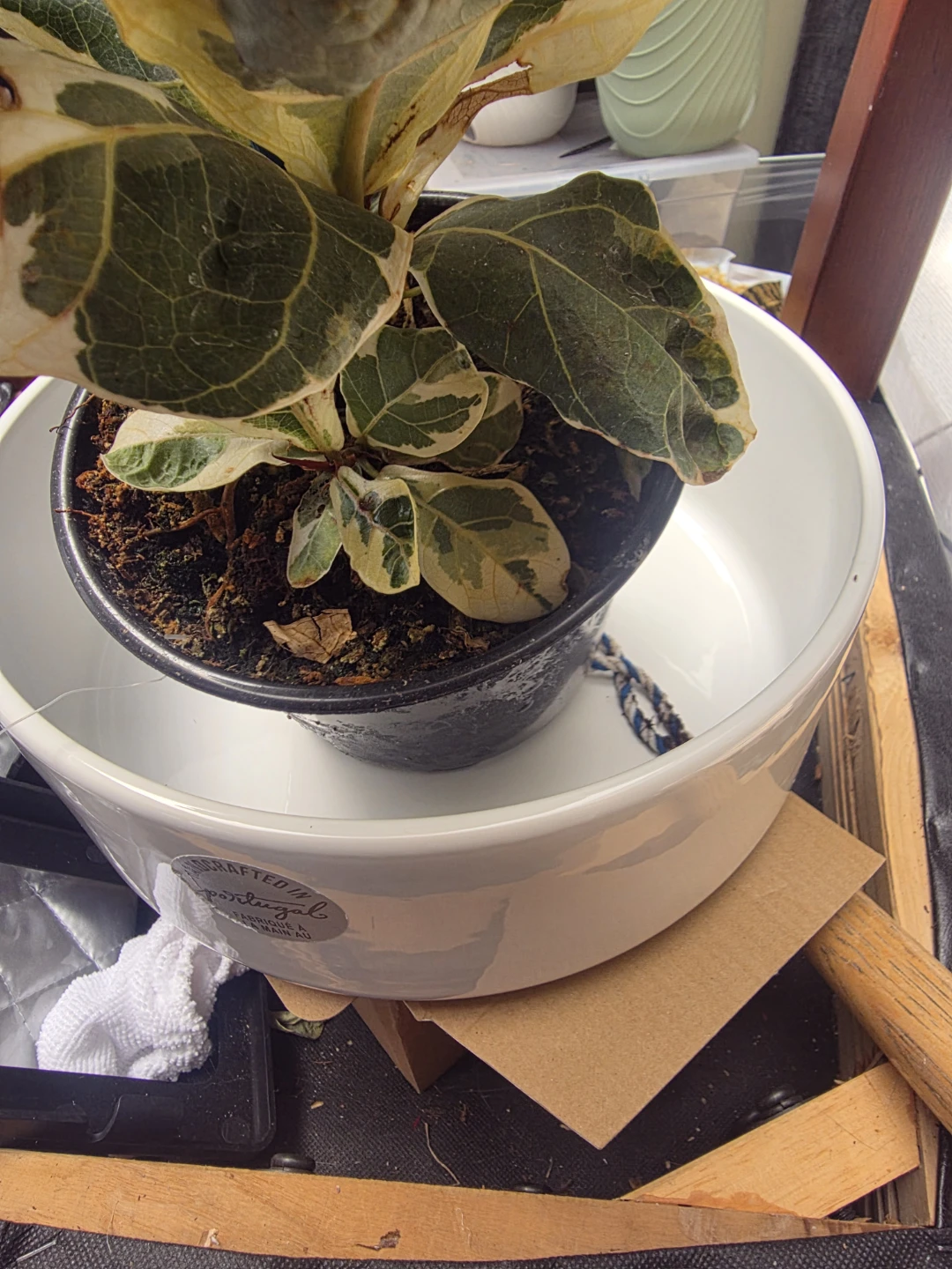 Variegated Fiddle Leaf Fig Plant
