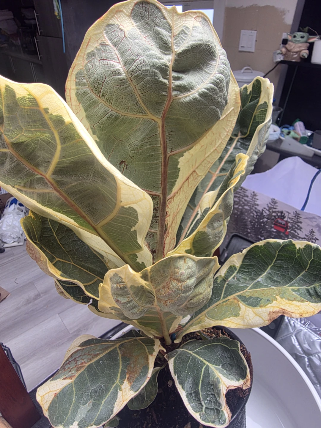 Variegated Fiddle Leaf Fig Plant - photo 2