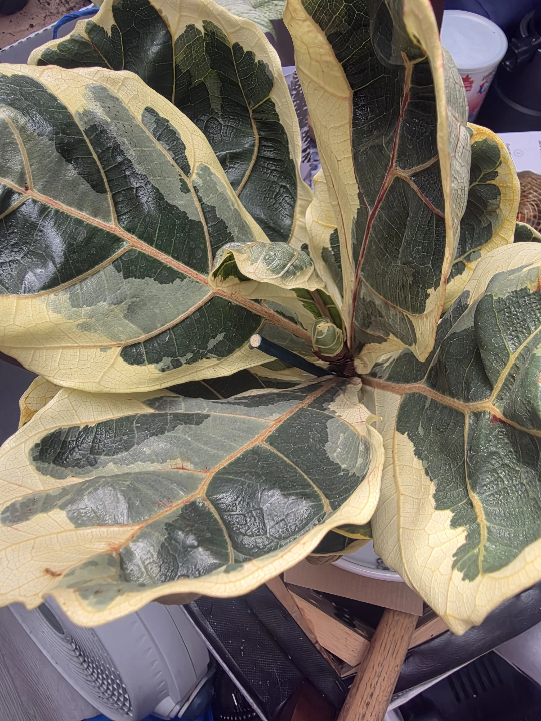 Variegated Fiddle Leaf Fig Plant - photo 3