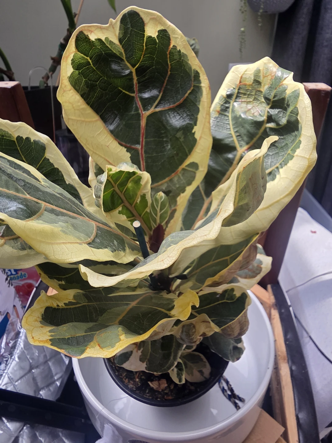 Variegated Fiddle Leaf Fig Plant - photo 4
