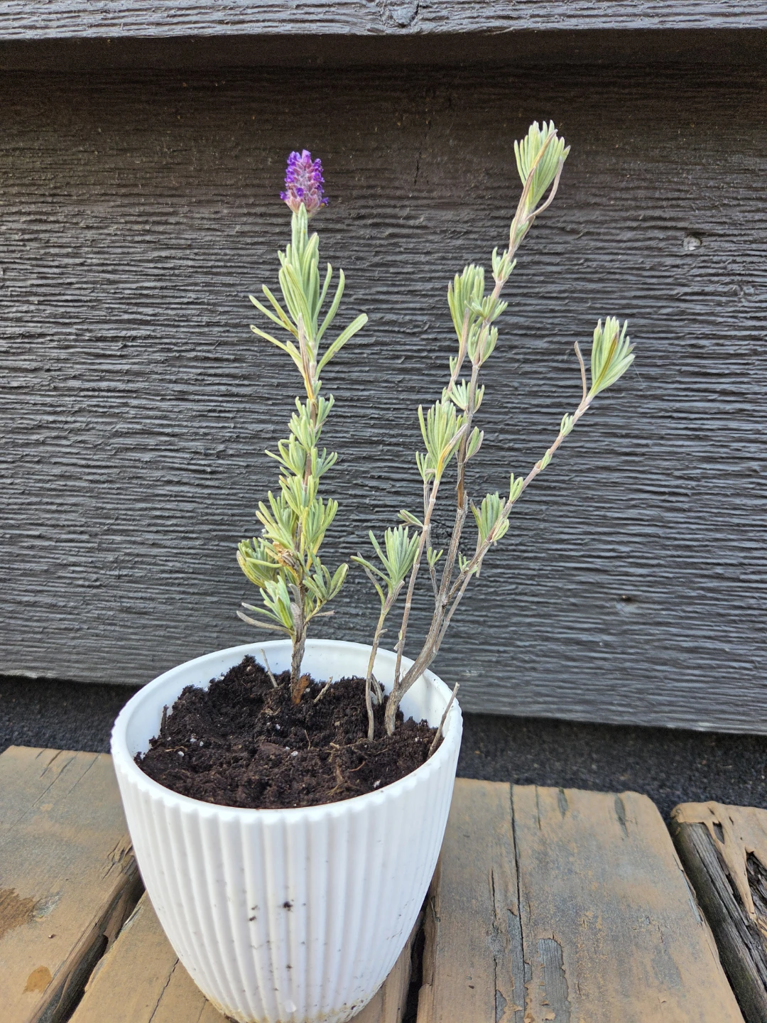 2 Lavender Plant in White Pot