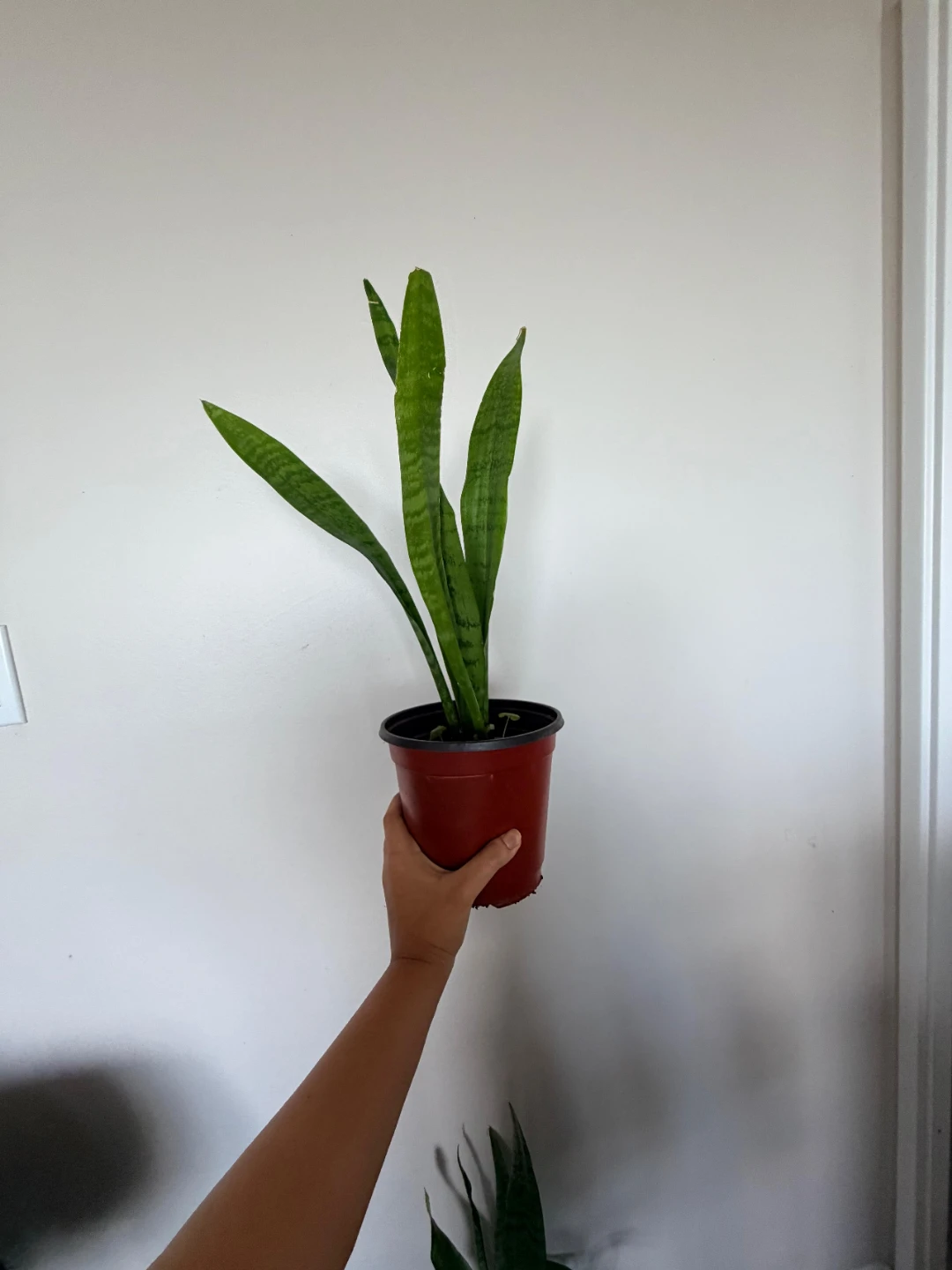 Snake Plant