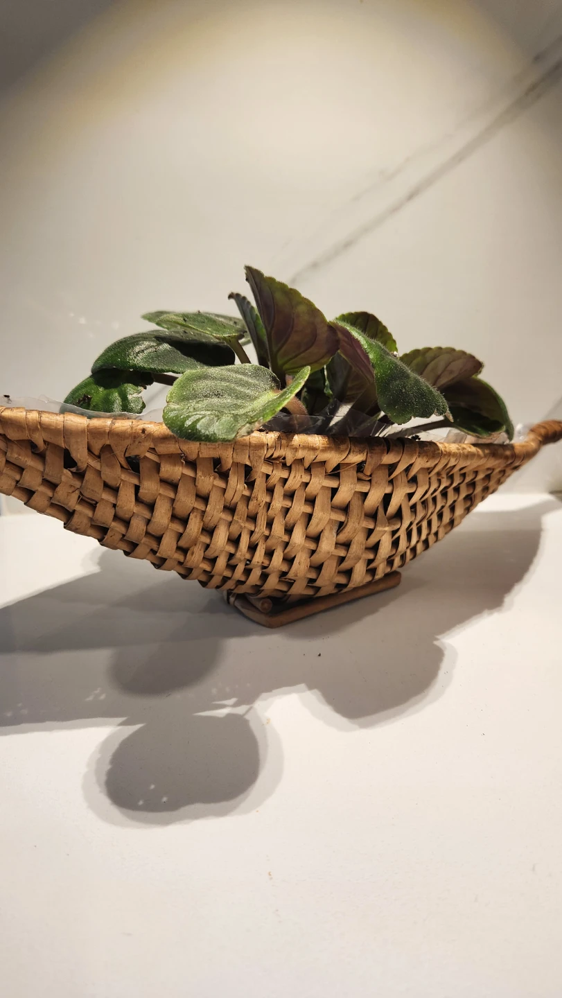 Upcycled wicker basket planter with plant