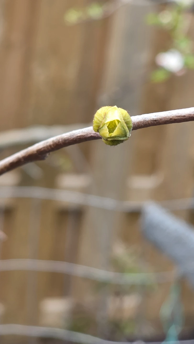 Pawpaw pollen exchange or purchase