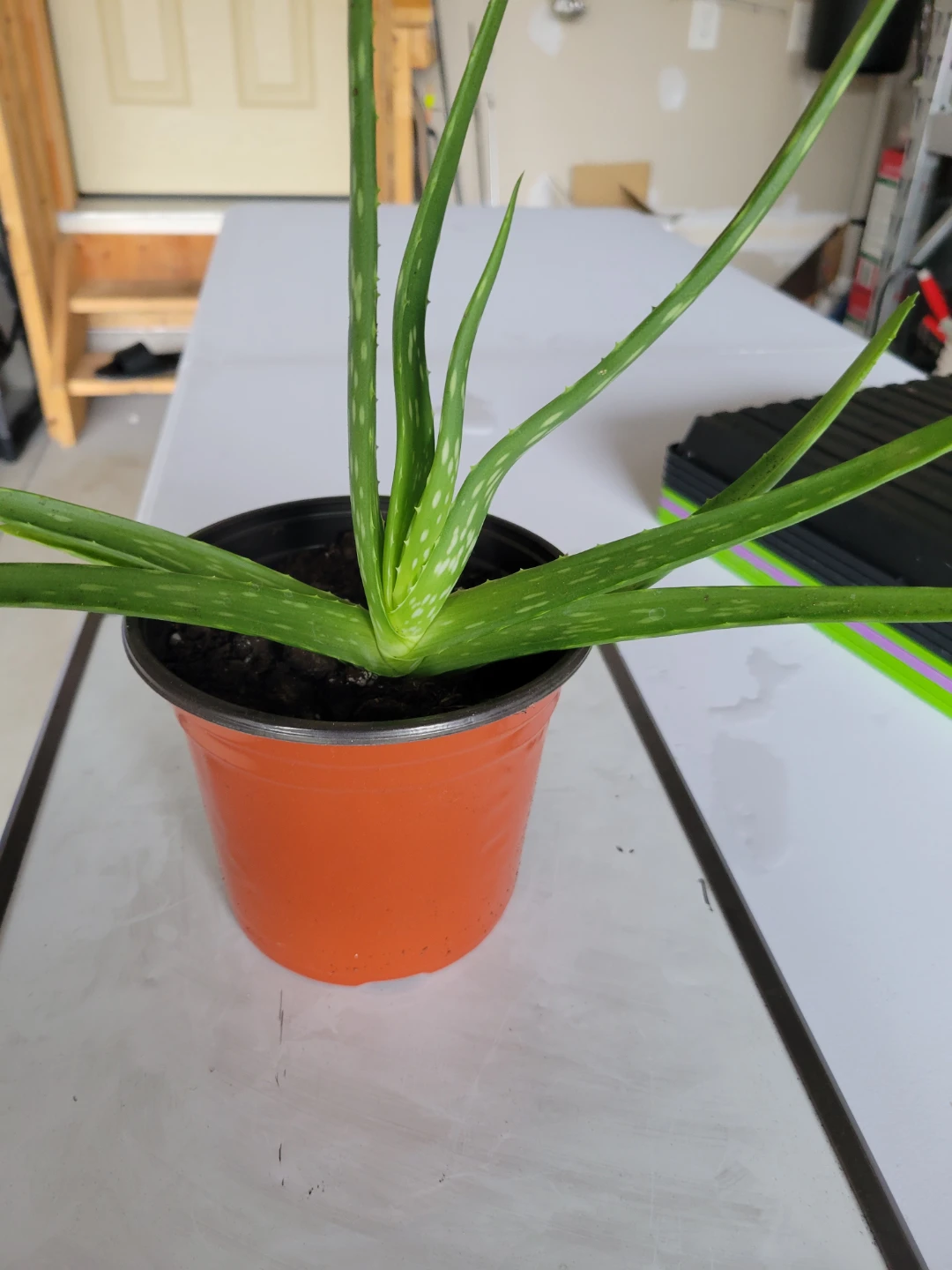 Aloe Vera Plant