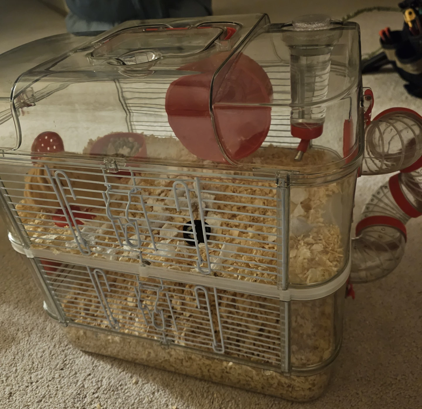 FREE to good home cute little Hamster