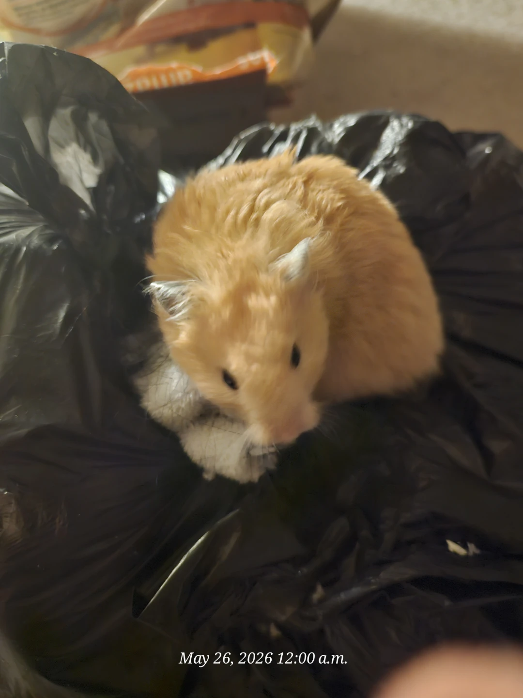 FREE to good home cute little Hamster - photo 2