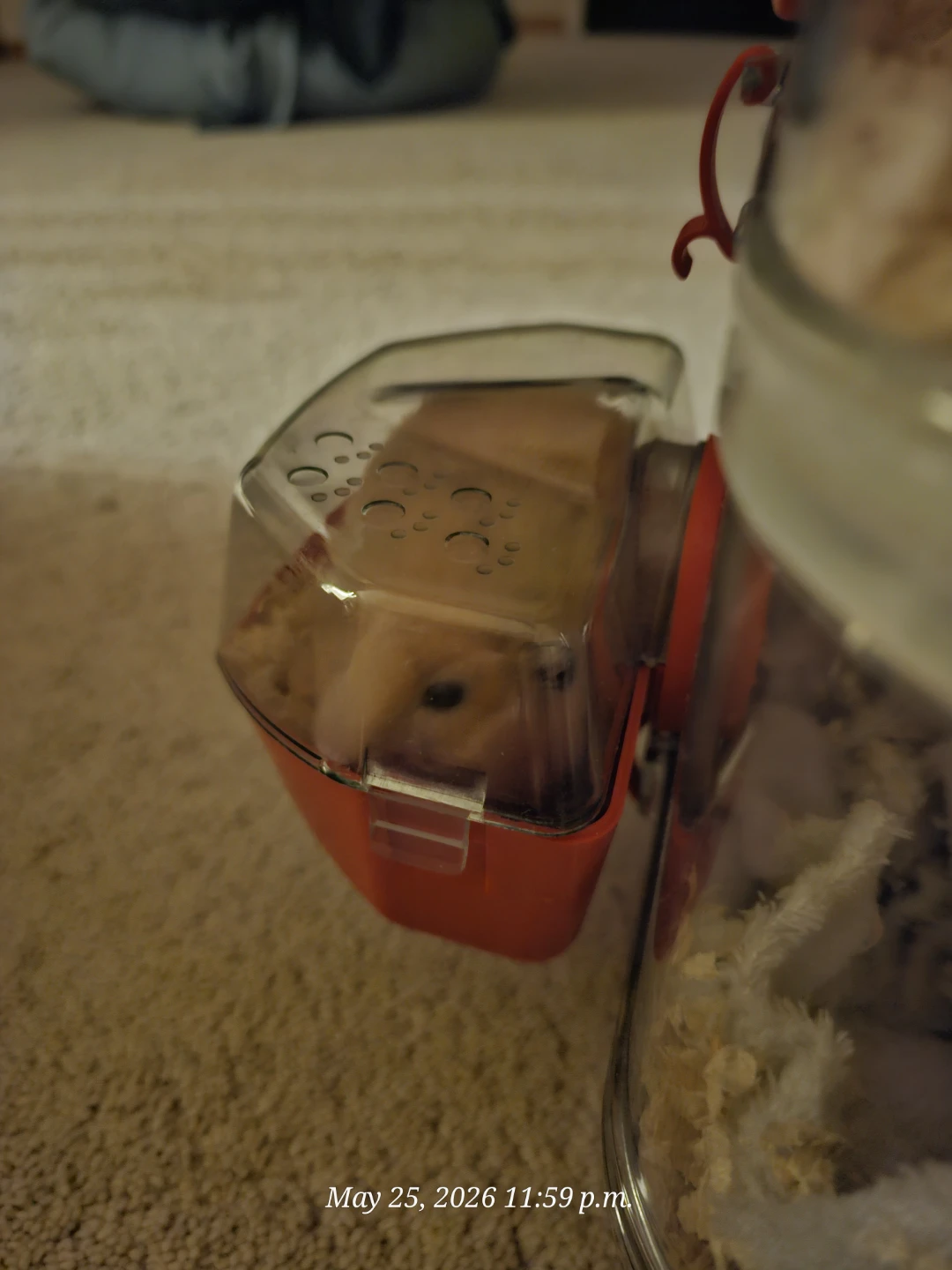FREE to good home cute little Hamster - photo 3
