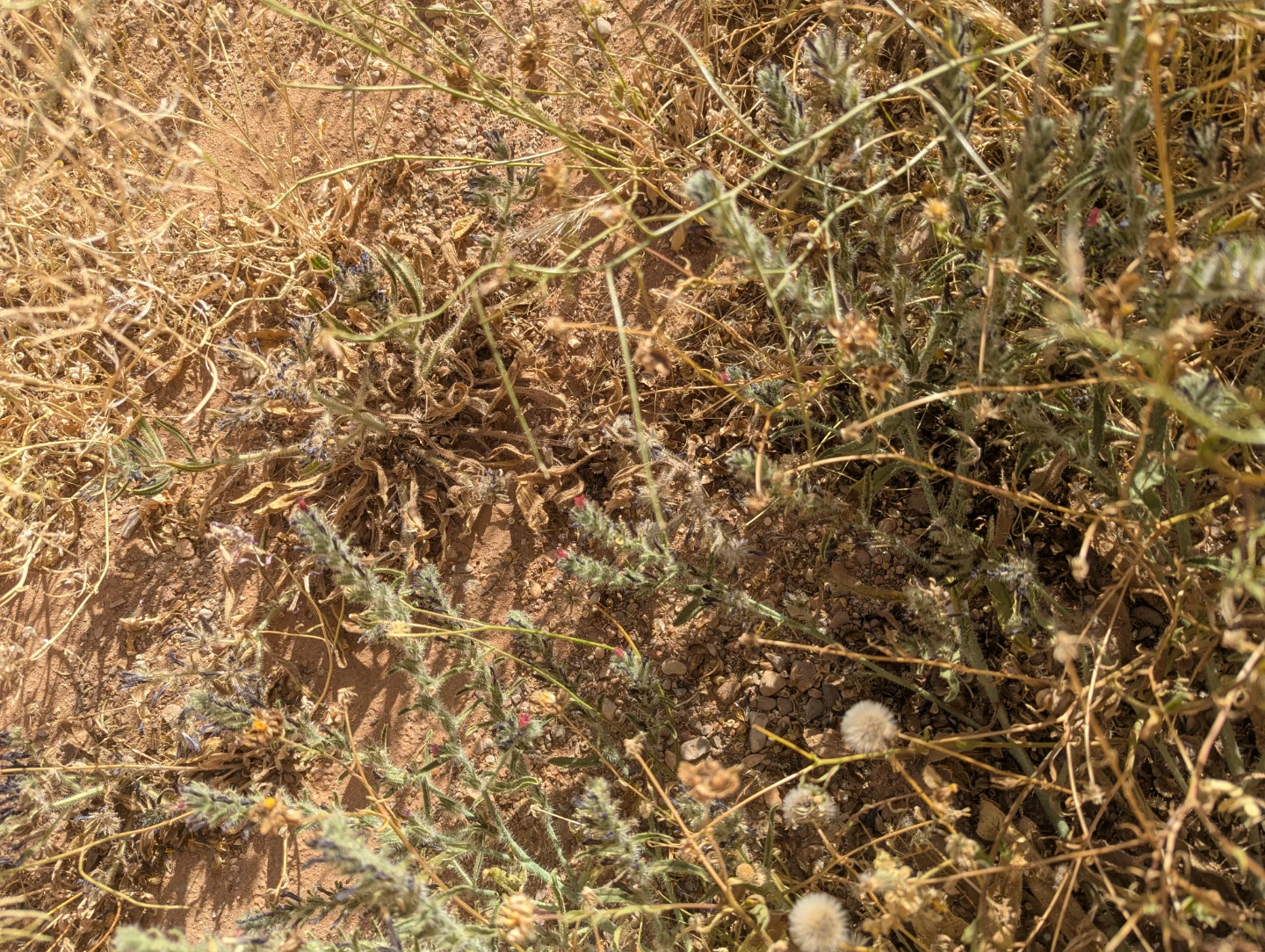 Dried wildflowers and grasses
