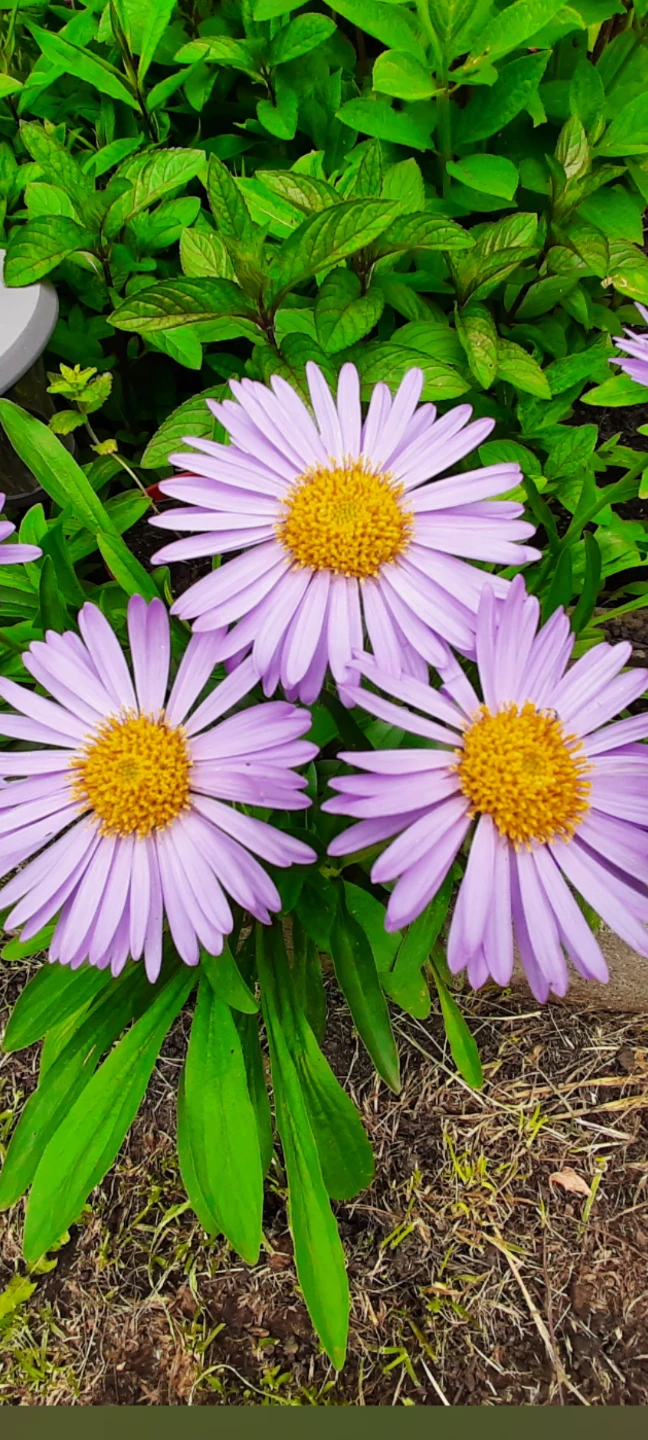 Mixed Daisy Flowers - photo 3