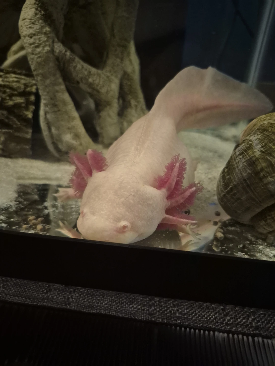 Pink Axolotl