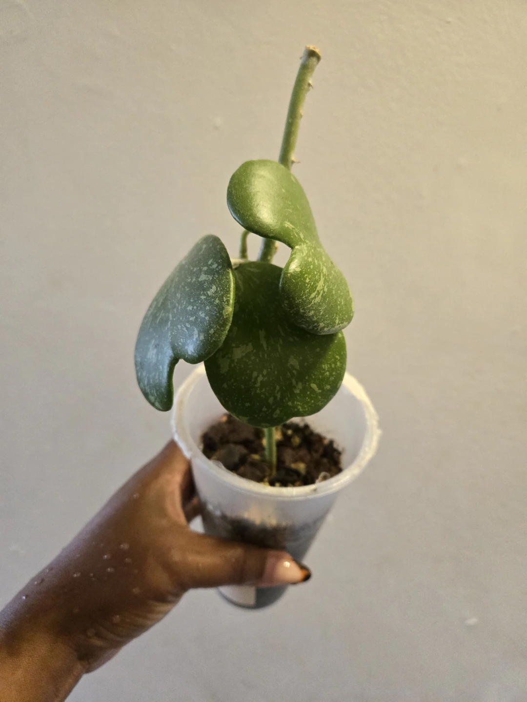Hoya Kerrii Splash live plant✨️🪴 - photo 2