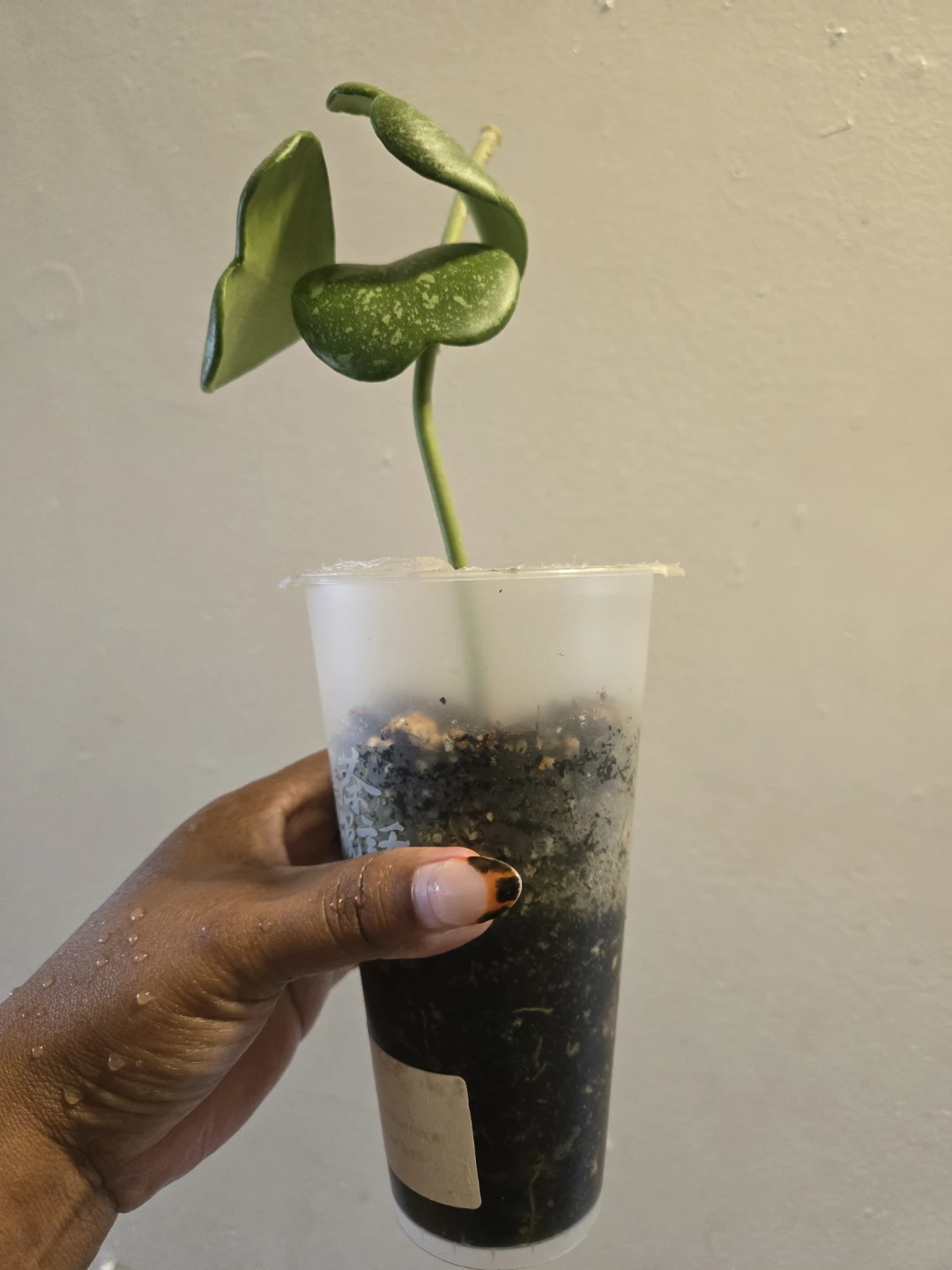Hoya Kerrii Splash live plant✨️🪴 - photo 3
