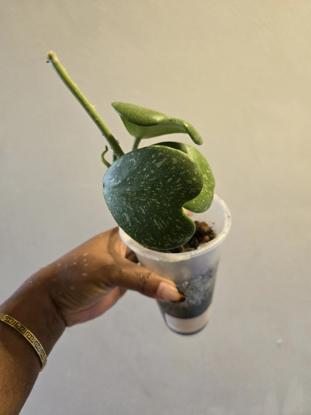Hoya Kerrii Splash live plant✨️🪴 - photo 4