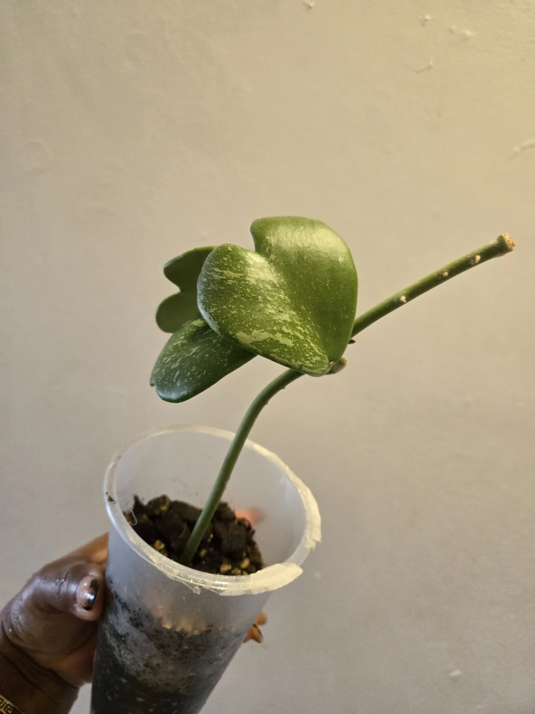 Hoya Kerrii Splash live plant✨️🪴 - photo 5