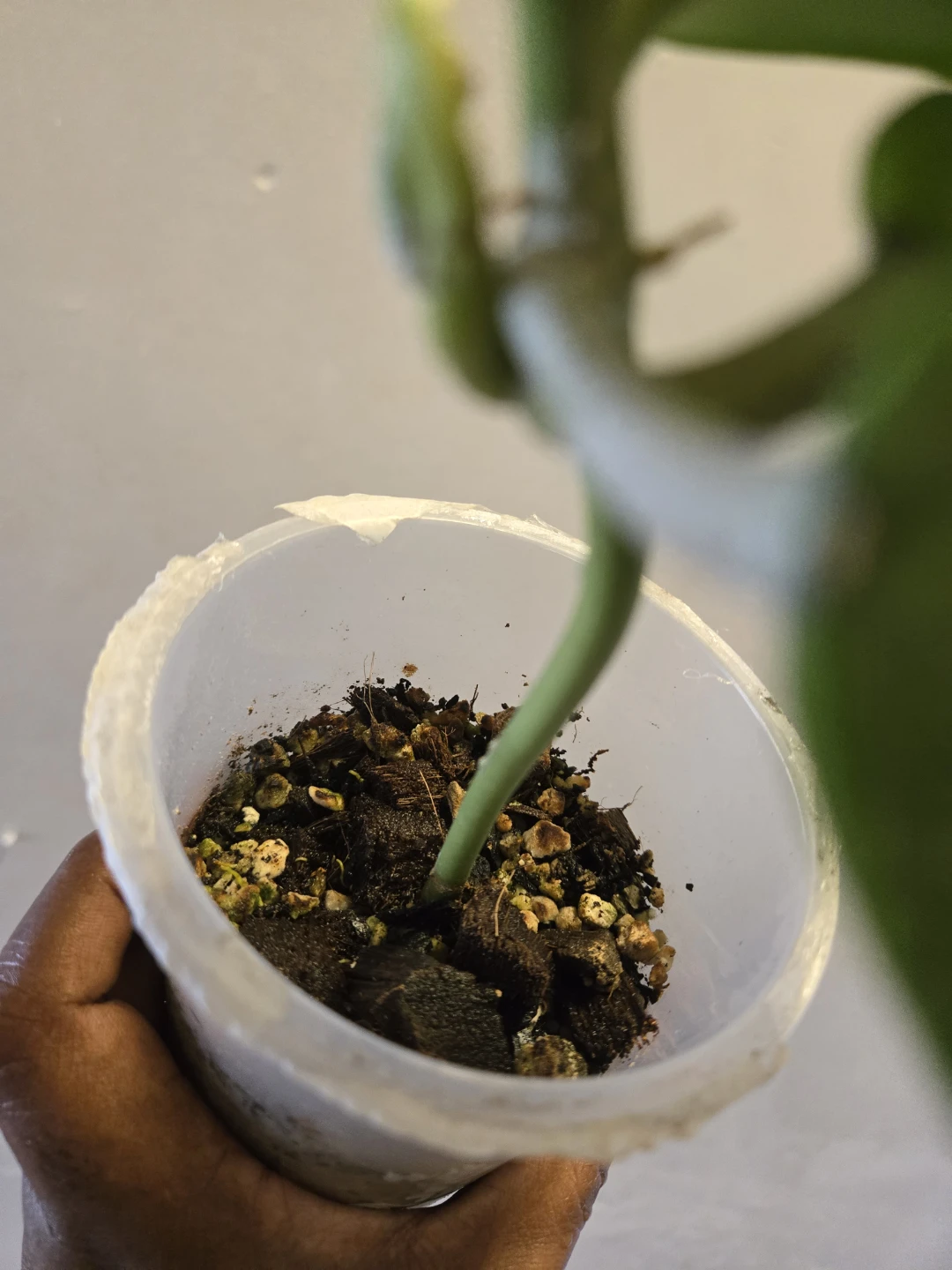 Hoya Kerrii Splash live plant✨️🪴 - photo 3