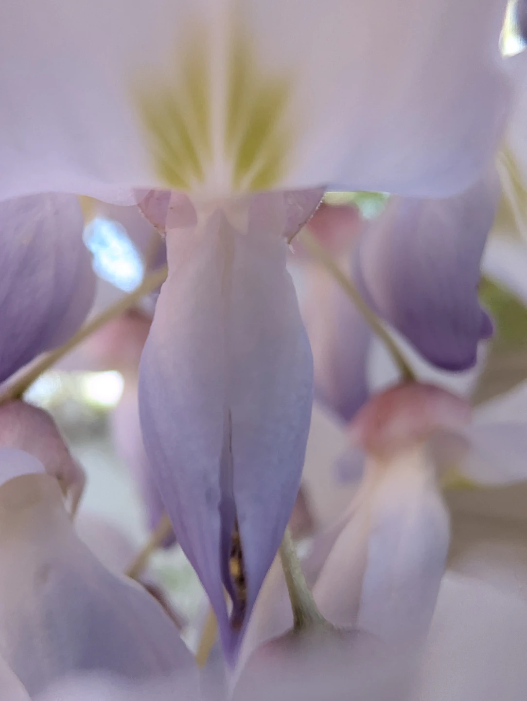 Free wisteria seedling or seed