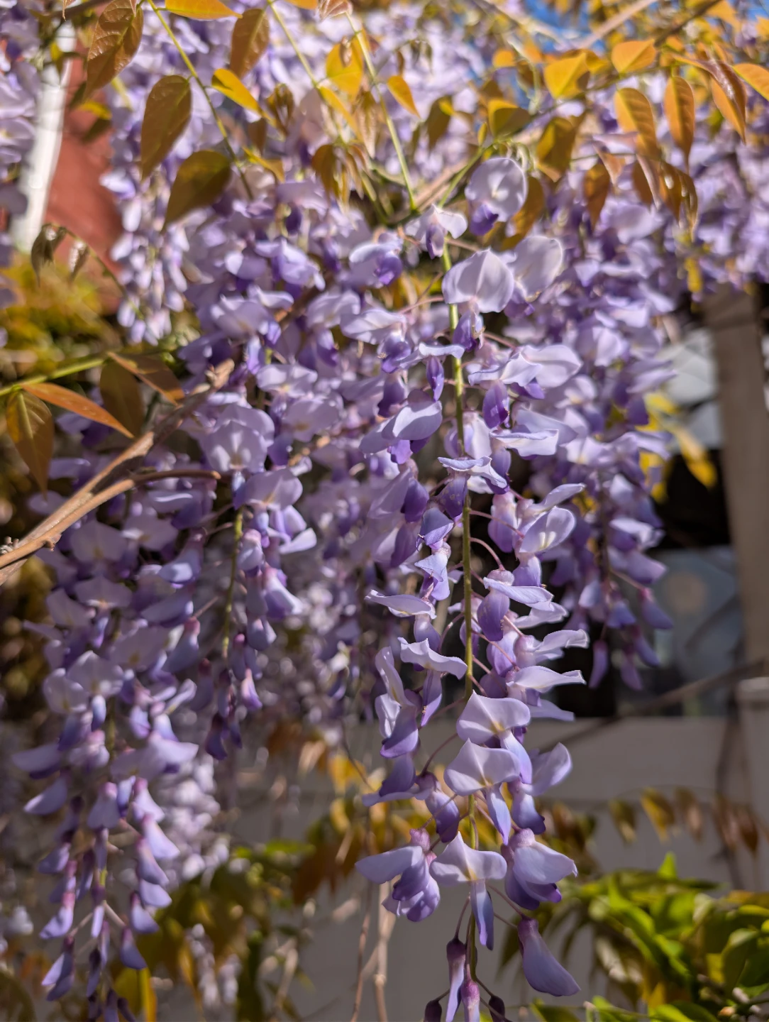 Free wisteria seedling or seed - photo 3