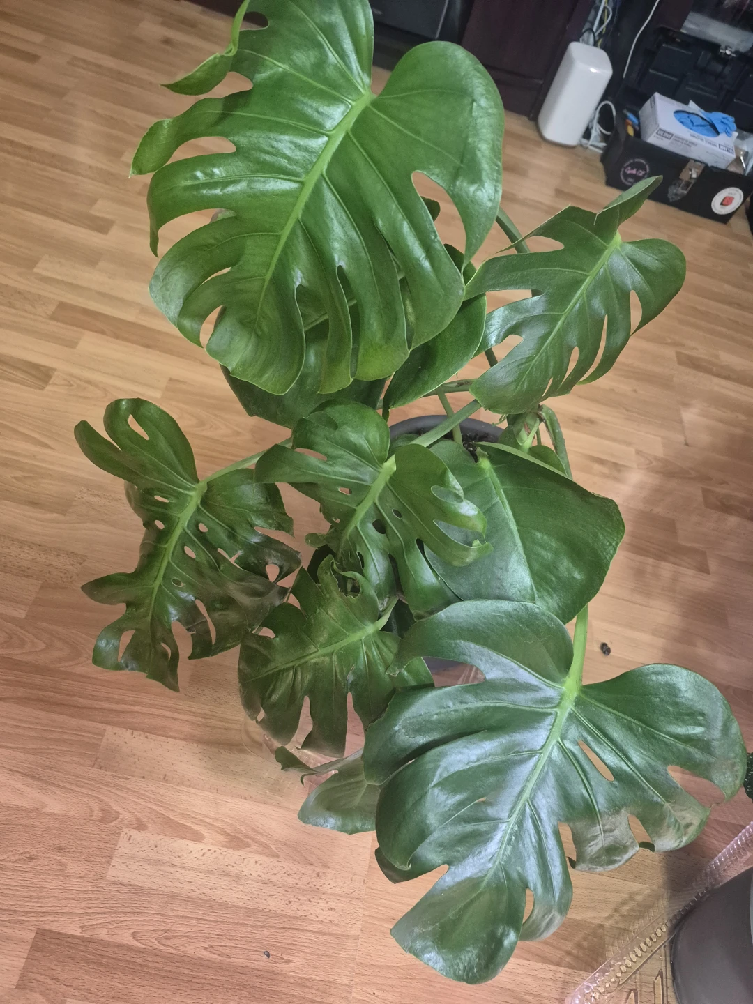 Monstera Deliciosa Plant - photo 2
