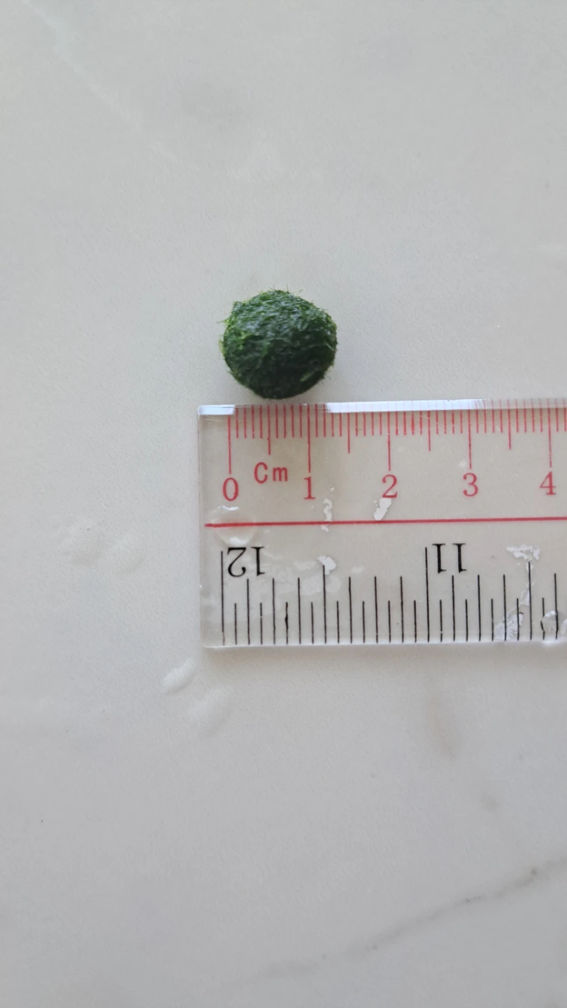 Moss Balls (Aquatic plant) - photo 2