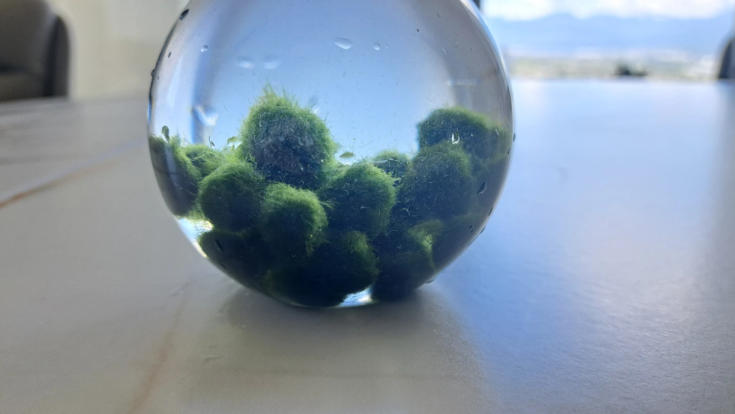 Moss Balls (Aquatic plant) - photo 3