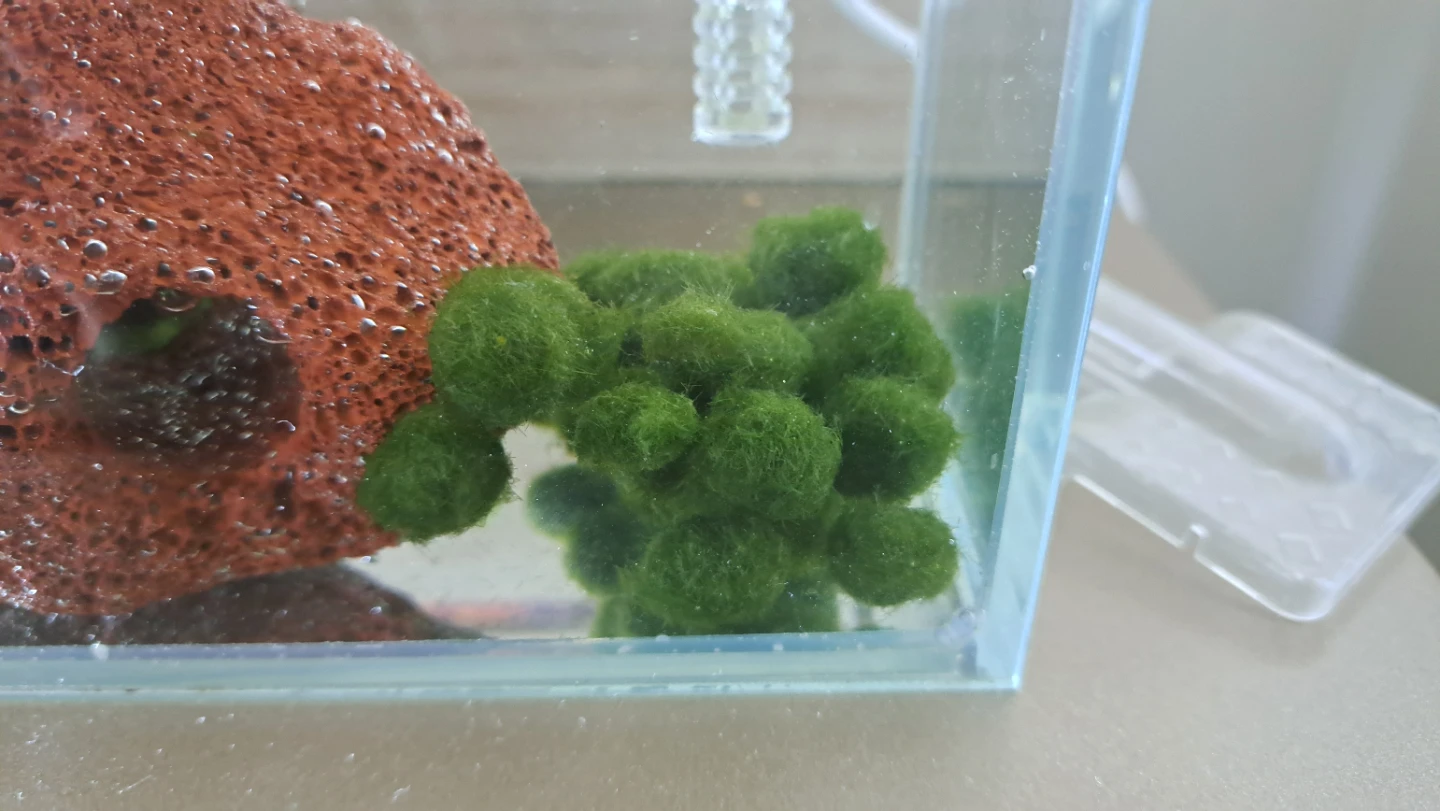 Moss Balls (Aquatic plant)