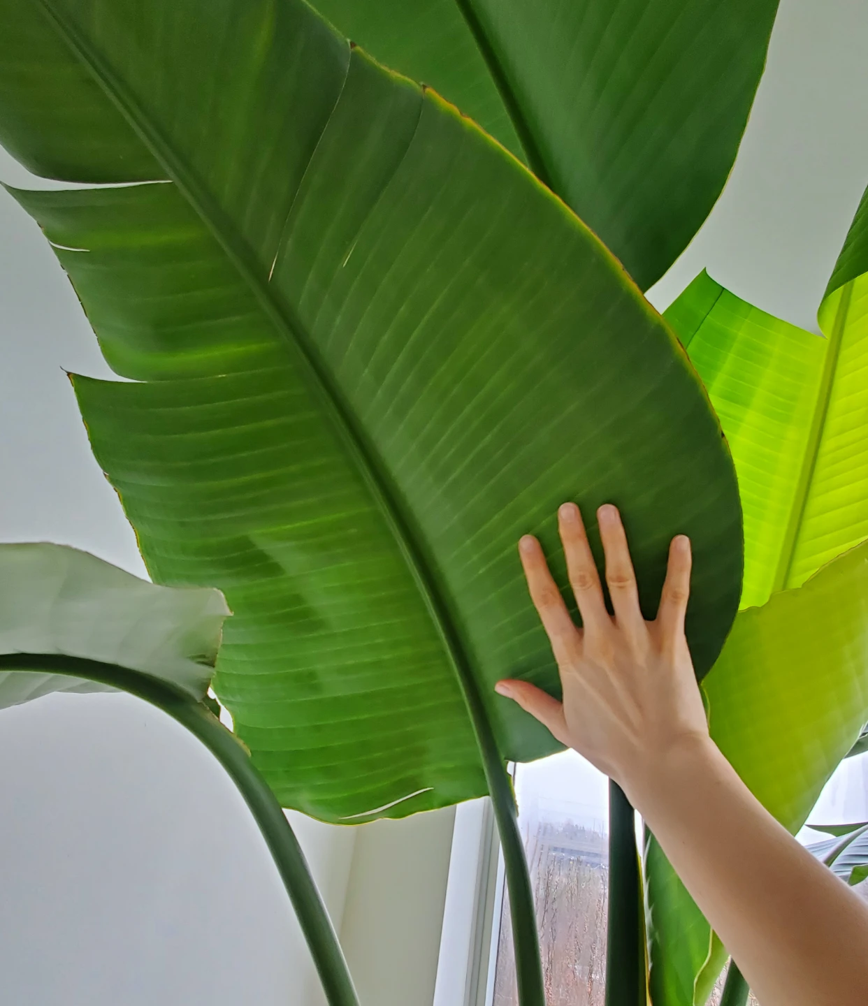 9ft Tall Bird of Paradise Plant in Ceramic Pot - photo 3