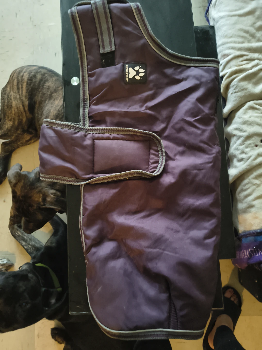Purple Dog Winter Coat - Size Large