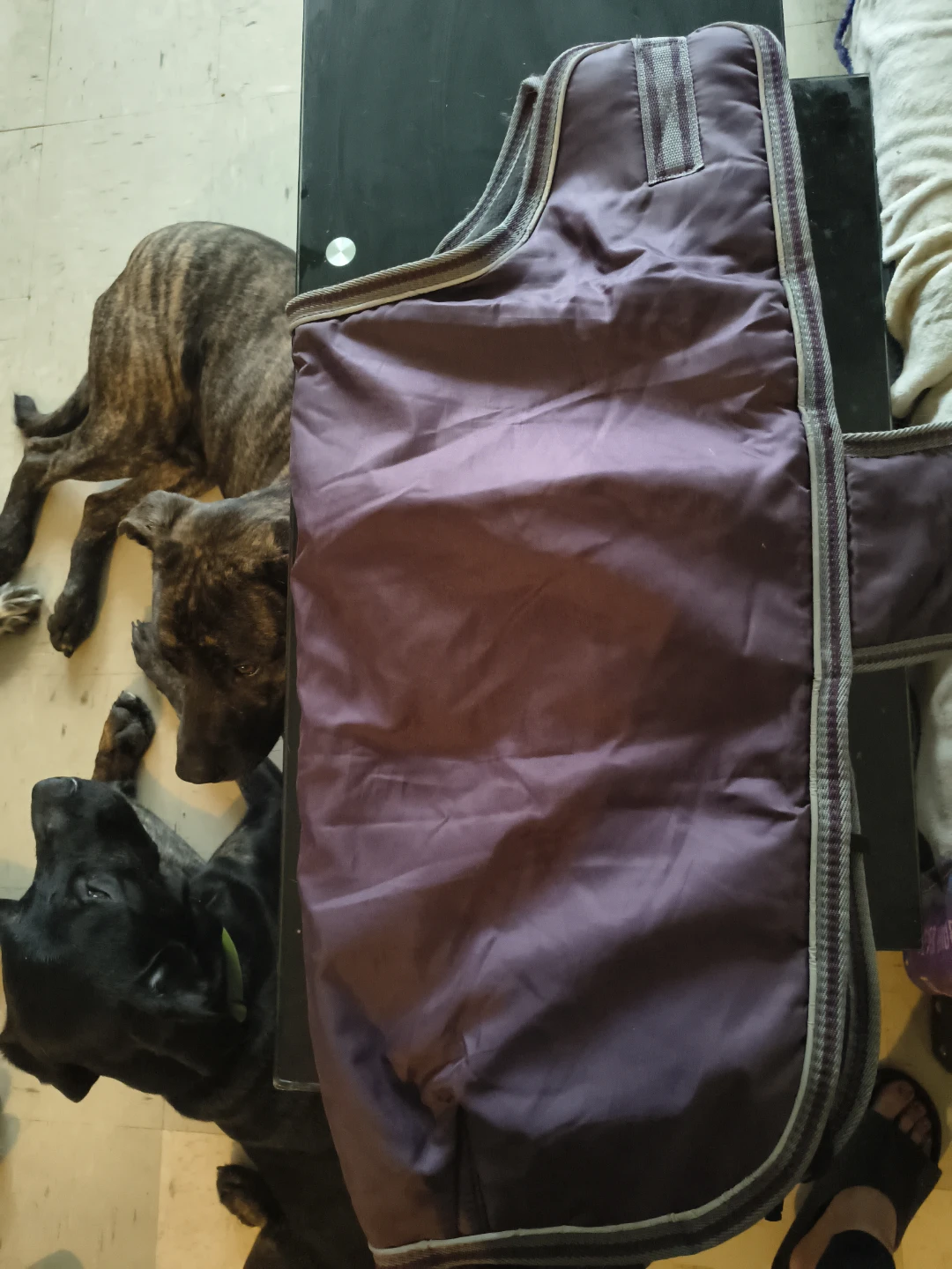 Purple Dog Winter Coat - Size Large - photo 2