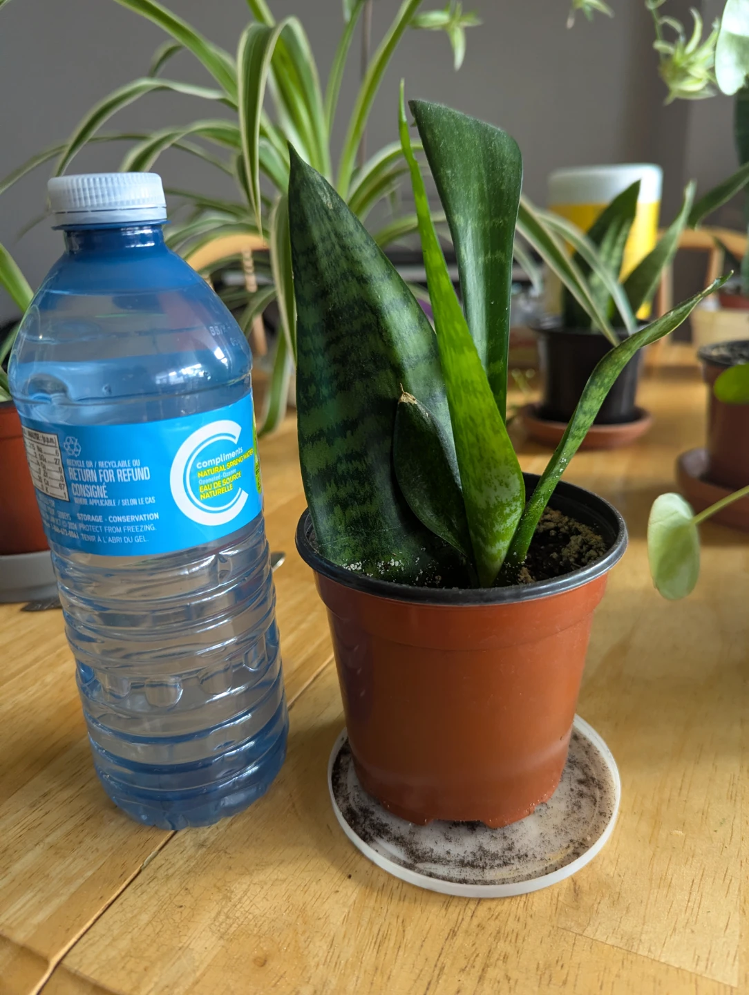 Snake Plant in Pot - photo 3