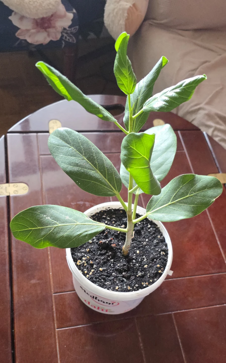 12 Inch Banyan Tree
