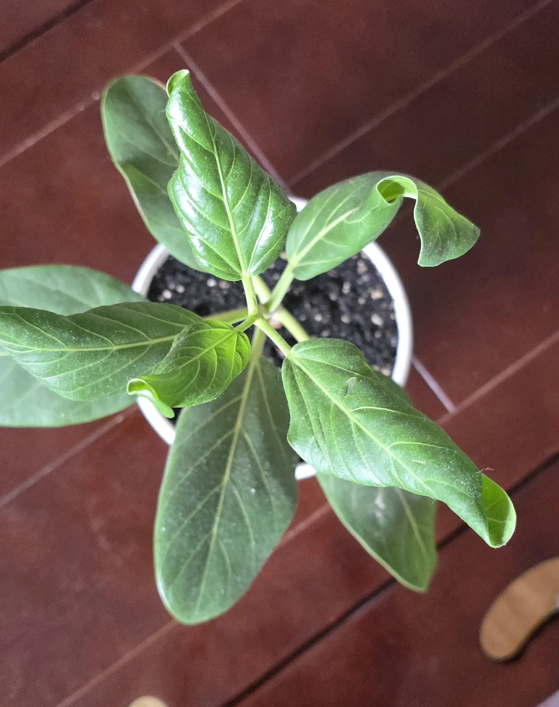 12 Inch Banyan Tree - photo 2
